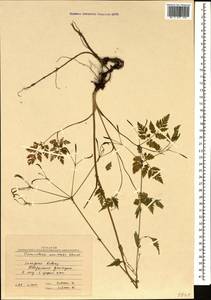 Osmorhiza aristata (Thunb.) Rydb., Caucasus, Stavropol Krai, Karachay-Cherkessia & Kabardino-Balkaria (K1b) (Russia)