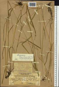 Elymus macrourus (Turcz. ex Steud.) Tzvelev, Siberia, Chukotka & Kamchatka (S7) (Russia)