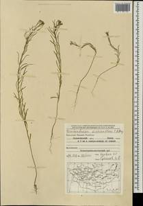 Dontostemon micranthus C. A. Mey., Mongolia (MONG) (Mongolia)