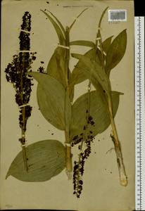 Veratrum nigrum L., Siberia, Baikal & Transbaikal region (S4) (Russia)