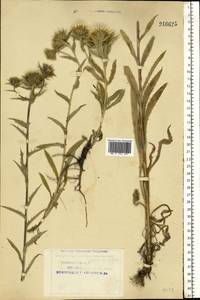 Carlina vulgaris L., Eastern Europe, Northern region (E1) (Russia)
