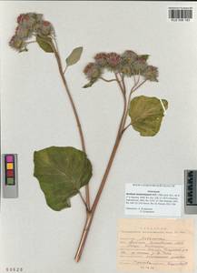 Arctium tomentosum Mill., Siberia, Altai & Sayany Mountains (S2) (Russia)