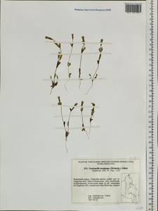 Gentianella propinqua, Siberia, Chukotka & Kamchatka (S7) (Russia)