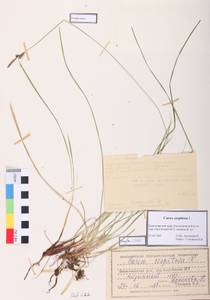 Carex cespitosa L., Siberia, Central Siberia (S3) (Russia)