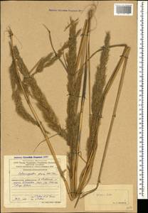 Calamagrostis epigejos (L.) Roth, Caucasus, Azerbaijan (K6) (Azerbaijan)