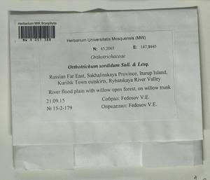Lewinskya sordida (Sull. & Lesq.) F. Lara, Garilleti & Goffinet, Bryophytes, Bryophytes - Russian Far East (excl. Chukotka & Kamchatka) (B20) (Russia)