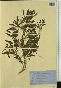 Chenopodium ficifolium Sm., Western Europe (EUR) (Switzerland)