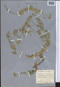 Haplophyllum versicolor Fisch. & C. A. Mey., Middle Asia, Karakum (M6) (Turkmenistan)