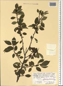 Prunus cerasifera Ehrh., Caucasus, North Ossetia, Ingushetia & Chechnya (K1c) (Russia)