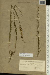 Linaria genistifolia (L.) Mill., Eastern Europe, Lower Volga region (E9) (Russia)