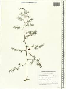 Asparagus officinalis L., Crimea (KRYM) (Russia)