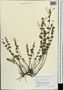 Dorycnium pentaphyllum subsp. herbaceum (Vill.)Rouy, Crimea (KRYM) (Russia)