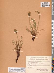 Oxytropis evenorum Jurtzev & A.P.Khokhr., Siberia, Chukotka & Kamchatka (S7) (Russia)