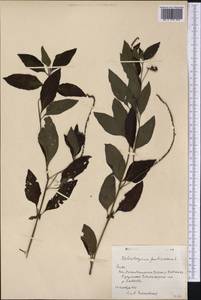 Euploca fruticosa (L.) J.I.M.Melo & Semir, America (AMER) (Cuba)