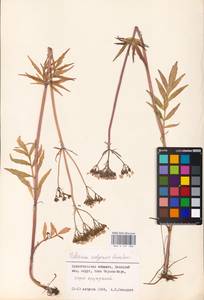 Valeriana wolgensis Kazak., Eastern Europe, Northern region (E1) (Russia)