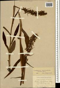 Dactylorhiza urvilleana (Steud.) H.Baumann & Künkele, Caucasus, Black Sea Shore (from Novorossiysk to Adler) (K3) (Russia)