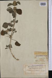 Marrubium vulgare L., Western Europe (EUR) (Sweden)