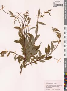 Salix boganidensis Trautv., Siberia, Russian Far East (S6) (Russia)