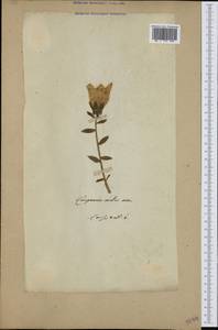 Campanula medium L., Western Europe (EUR) (Not classified)