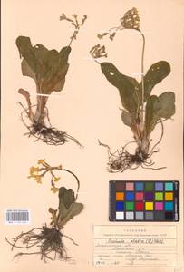 Primula elatior (L.) L., Eastern Europe, West Ukrainian region (E13) (Ukraine)