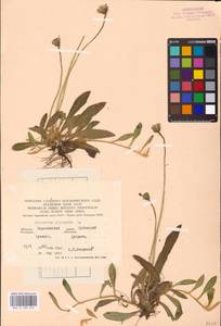 Pilosella officinarum Vaill., Eastern Europe, North Ukrainian region (E11) (Ukraine)