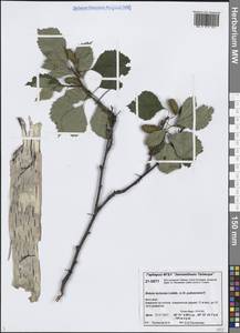 Betula pubescens var. pumila (Zanoni ex Murray) Govaerts, Siberia, Central Siberia (S3) (Russia)