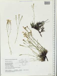 Dianthus arenarius, Eastern Europe, Central region (E4) (Russia)