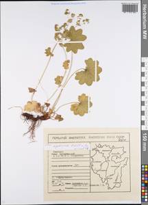 Alchemilla argutiserrata H. Lindb. ex Juz., Eastern Europe, Eastern region (E10) (Russia)