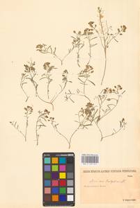 Meniocus linifolius (Stephan ex Willd.) DC., Eastern Europe, Lower Volga region (E9) (Russia)