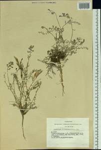 Oxytropis floribunda (Pall.) DC., Siberia, Altai & Sayany Mountains (S2) (Russia)