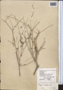 Astragalus squarrosus Bunge, Middle Asia, Syr-Darian deserts & Kyzylkum (M7) (Uzbekistan)