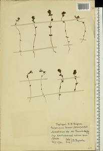 Euphrasia ×vernalis List, Eastern Europe, Moscow region (E4a) (Russia)