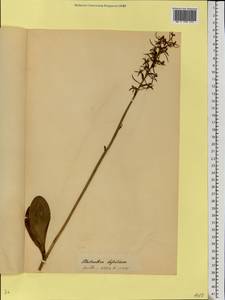 Platanthera bifolia (L.) Rich., Eastern Europe, Belarus (E3a) (Belarus)