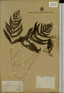 Phegopteris connectilis (Michx.) Watt, Siberia, Russian Far East (S6) (Russia)