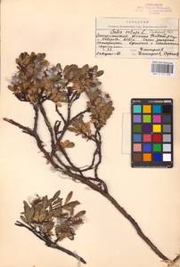 Salix retusa L., Eastern Europe, West Ukrainian region (E13) (Ukraine)