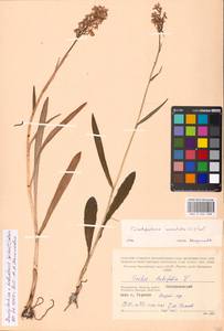 Dactylorhiza fuchsii subsp. hebridensis (Wilmott) Soó, Eastern Europe, Moscow region (E4a) (Russia)