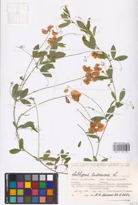 Lathyrus tuberosus L., Eastern Europe, Eastern region (E10) (Russia)