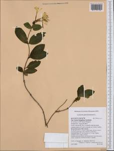 Lonicera periclymenum L., Western Europe (EUR) (United Kingdom)