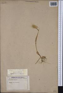 Lagurus ovatus L., Western Europe (EUR) (France)