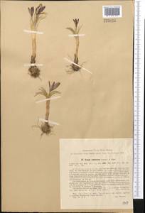 Crocus alatavicus Regel & Semen., Middle Asia, Western Tian Shan & Karatau (M3) (Kazakhstan)