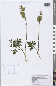 Sceptridium robustum (Rupr.) Lyon, Siberia, Russian Far East (S6) (Russia)