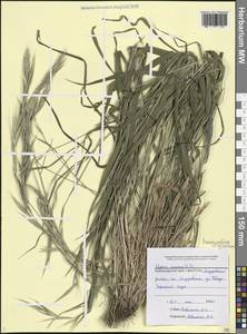Brachypodium sylvaticum (Huds.) P.Beauv., Caucasus, Black Sea Shore (from Novorossiysk to Adler) (K3) (Russia)