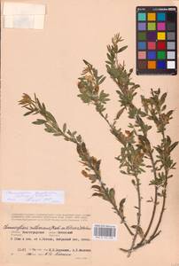 Chamaecytisus borysthenicus (Gruner) Klásk., Eastern Europe, Lower Volga region (E9) (Russia)