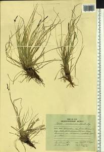 Carex vanheurckii Müll.Arg., Siberia, Russian Far East (S6) (Russia)