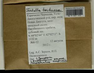 Amblystegium serpens (Hedw.) Schimp., Bryophytes, Bryophytes - North Caucasus & Ciscaucasia (B12) (Russia)