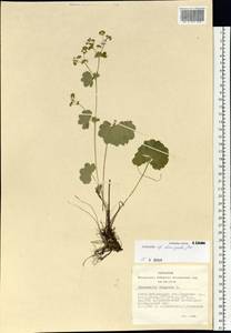 Alchemilla curvidens Juz., Siberia, Altai & Sayany Mountains (S2) (Russia)