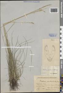 Festuca pseudosulcata Drobow, Siberia, Yakutia (S5) (Russia)