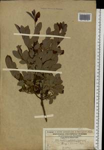 Salix aurita × lapponum × myrtilloides, Eastern Europe, Central forest region (E5) (Russia)