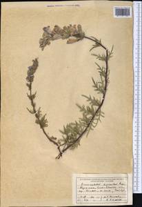 Dracocephalum bipinnatum Rupr., Middle Asia, Northern & Central Tian Shan (M4) (Kazakhstan)