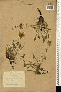 Campanula saxifraga subsp. aucheri (A.DC.) Ogan., Caucasus, Krasnodar Krai & Adygea (K1a) (Russia)
